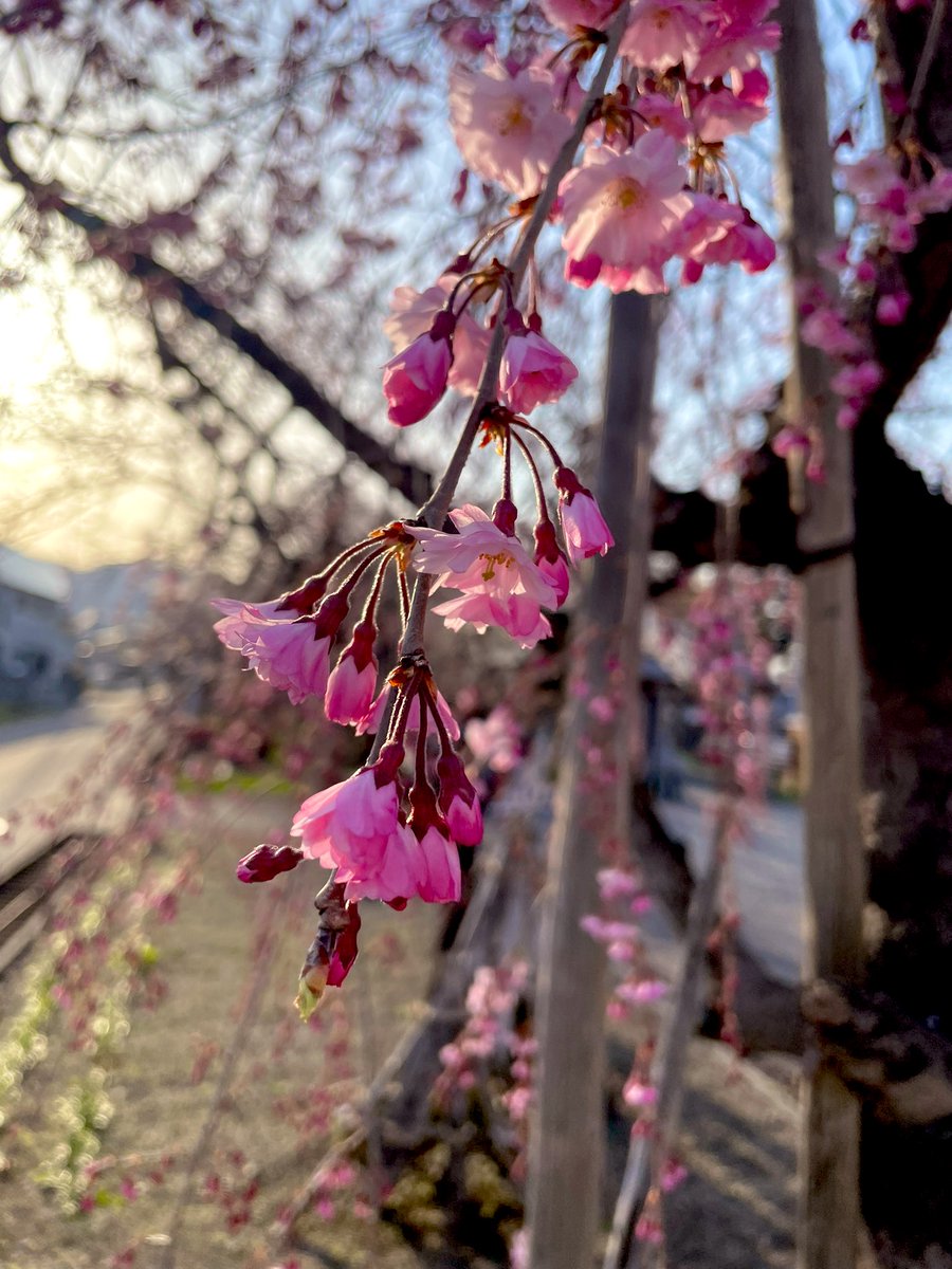 上杉神社！
桜がとても見頃だった🌸