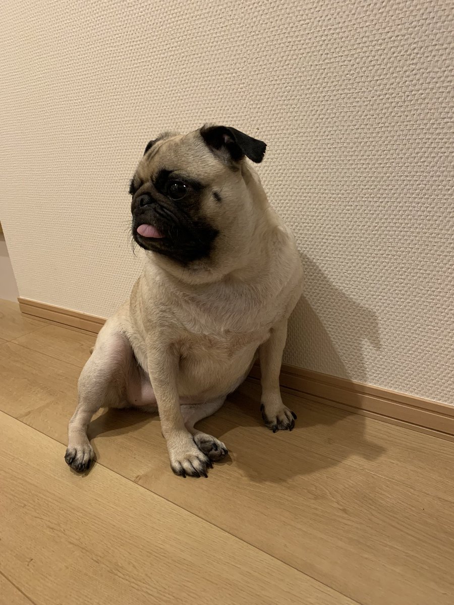 今日のまるきっちゃん
パグ座りでお出迎え✨
本場のテンキュー👍
#パグ
#pug 
#てへぺろ