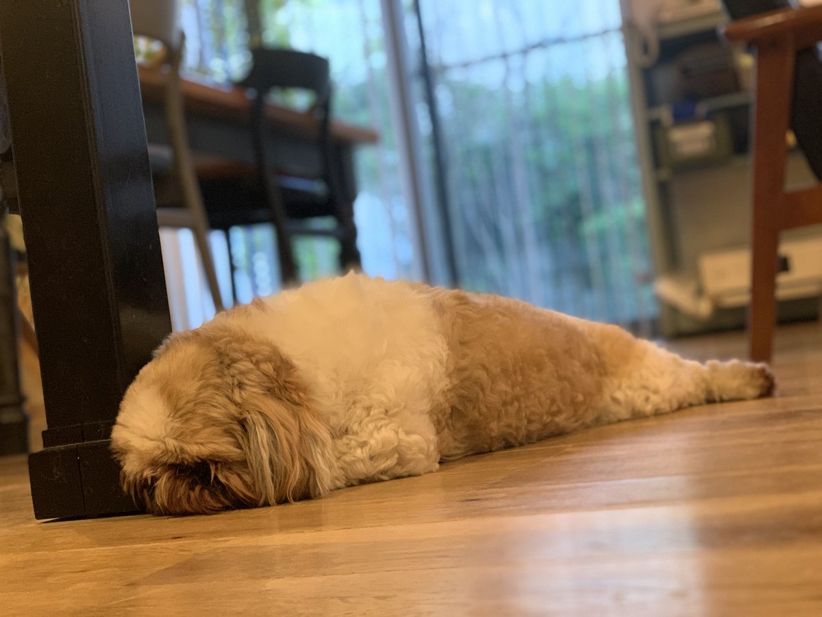 waonstagram's tweet photo. いぬもちりん
#犬用CBD
#カンニマル
#CANNIMAL https://t.co/5Aa1IjoklL