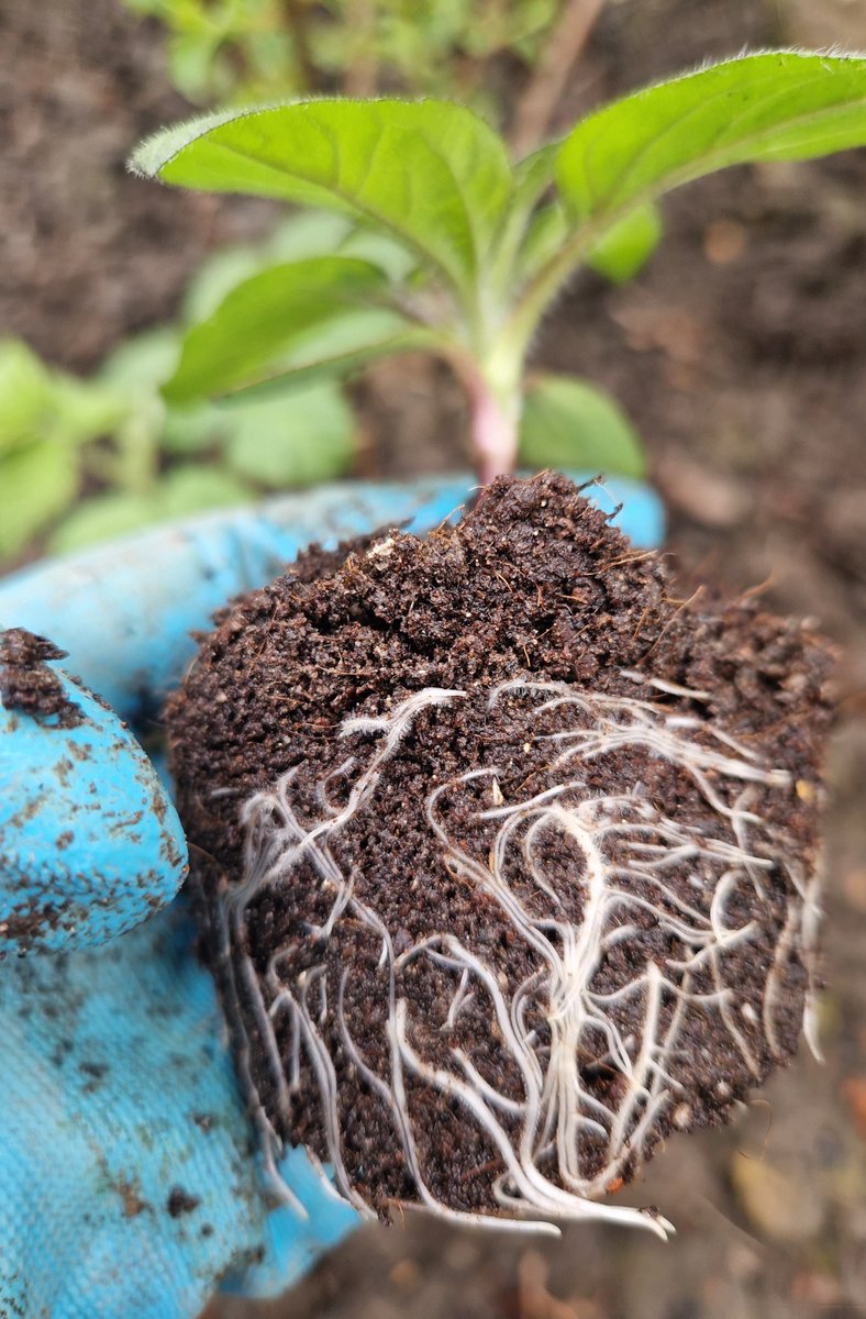 I find them fascinating #Growing #TigerEyeSunflower #SeeHowTheyGrow #Nature @HLAllotments #WeekendMotivation #Bolton 🌱