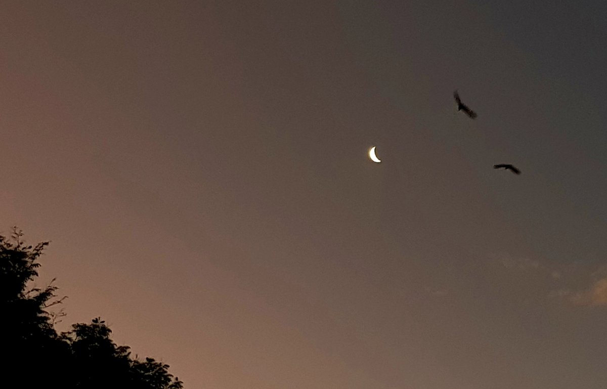 Exist2Chase's tweet photo. Just something simple tonight. Bats fly past the waxing cresent moon. π Southeast Queensland, Australia. #exist2chase. https://t.co/7I2tYhr7Gx