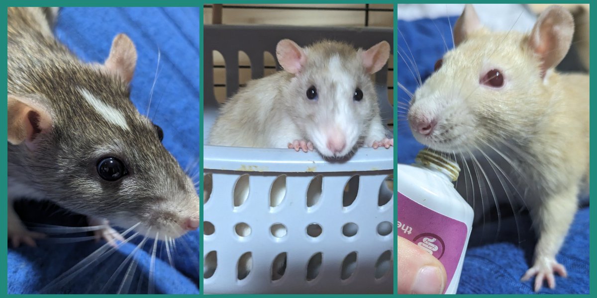 My youngest #rats are being very photogenic this week, not included in the photos is the chaos of Sage stealing half my breakfast this morning 🤣