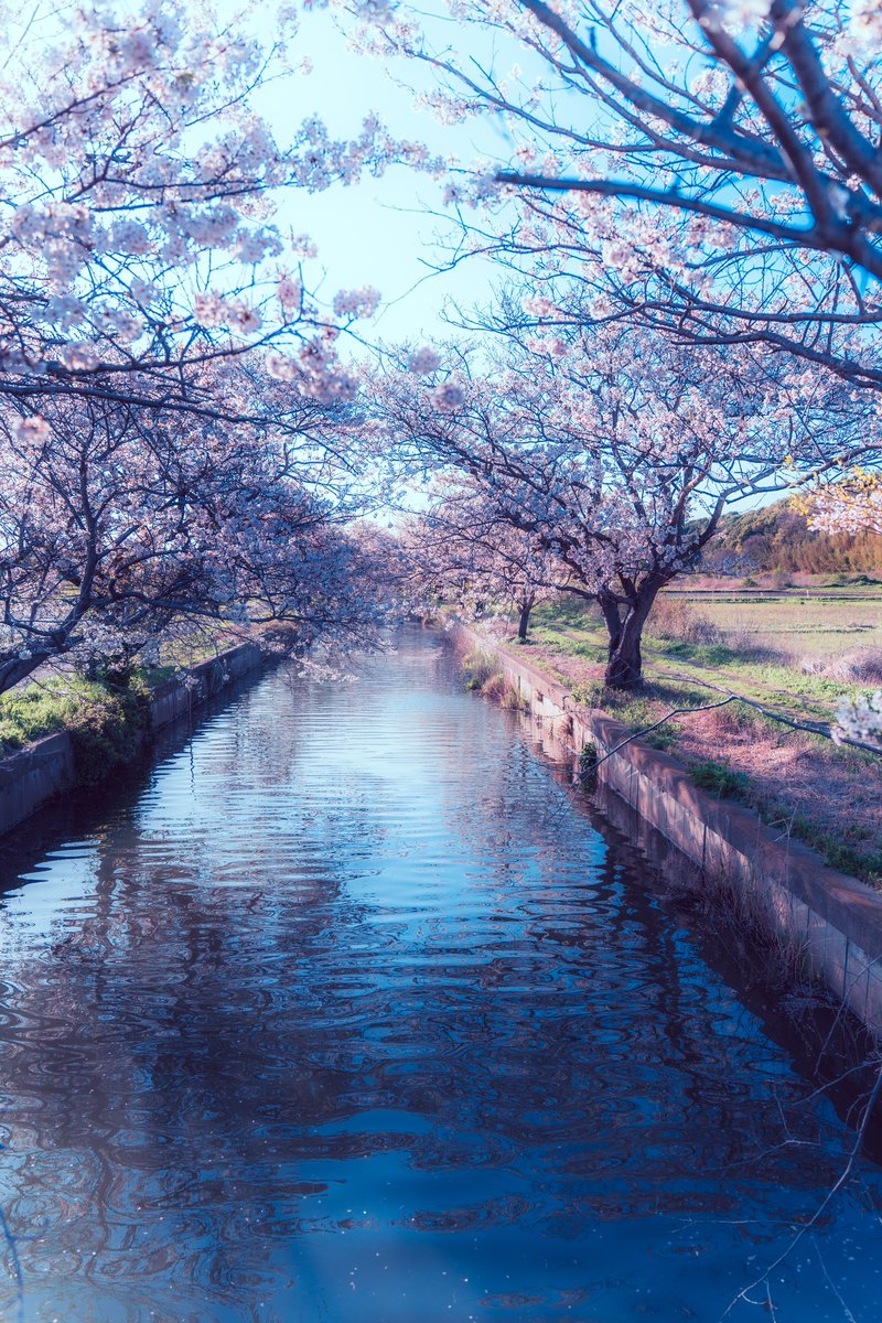 まだお花見が楽しめる千葉の美しい桜並木。