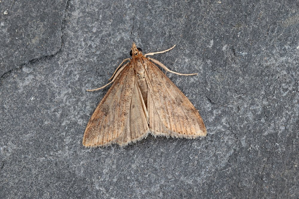 Nothing too exciting on the migrant front, here in St Mellion VC2 last night - 1 Udea ferrugalis (Rusty-dot). Only the 2nd of the year 6 Dark Sword-grass (A. ipsilon) 1 Turnip Moth (A. segetum) 2 Delicate (M. vitellina) 2 Angle Shades (P. meticulosa) 24 Silver Y (A. gamma)