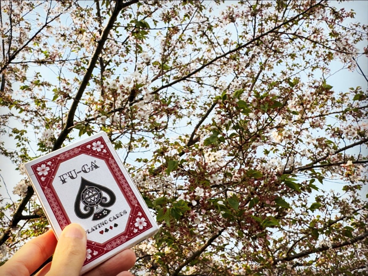 風雅のある風景　ソメイヨシノは葉が目立つようになってきましたが、風雅の桜はまだ咲いています。 #PlayingCards #オリジナルデック #FUGA #風雅 #トランプ #デック #ものづくり #japan #magic #桜 #鞠 #風雅のある風景