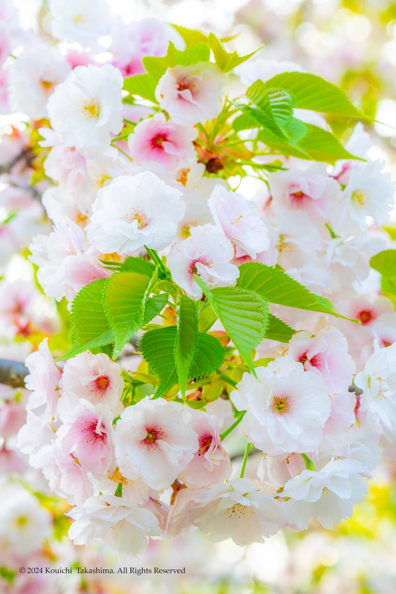 八重紅大島桜「ヤエベニオオシマ」🌸
他の品種の桜より芳香がとても強く
大島桜の葉は桜餅に使用されます🤗
#NaturePhotography  #桜