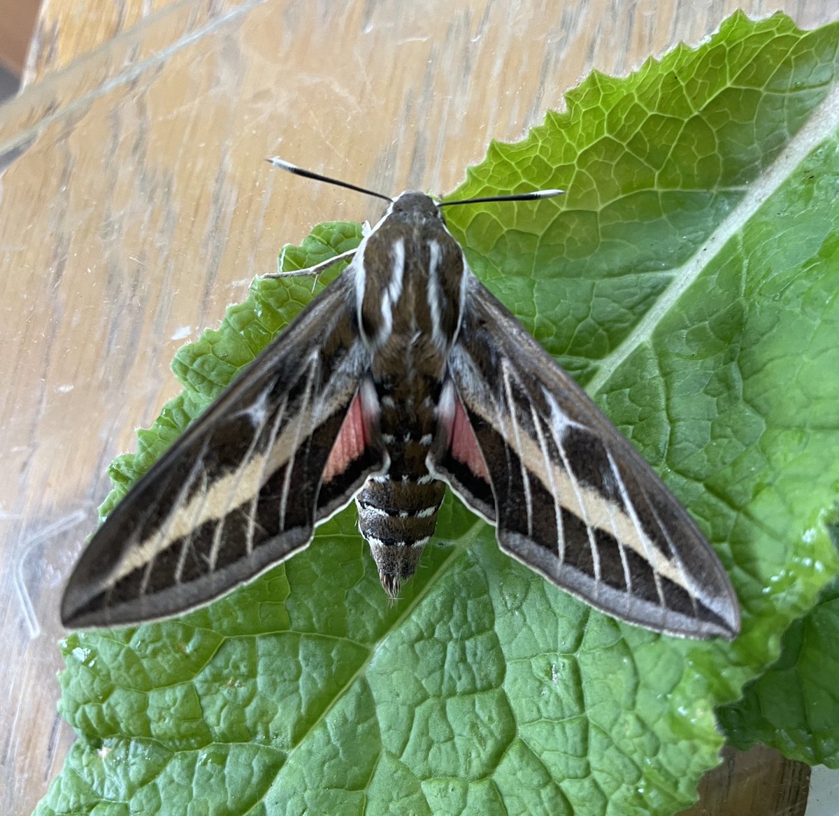 A truly beautiful moth to greet me in my trap this morning.It is a migrant , fairly common around the Mediterranean and North Africa -a Striped Hawkmoth.