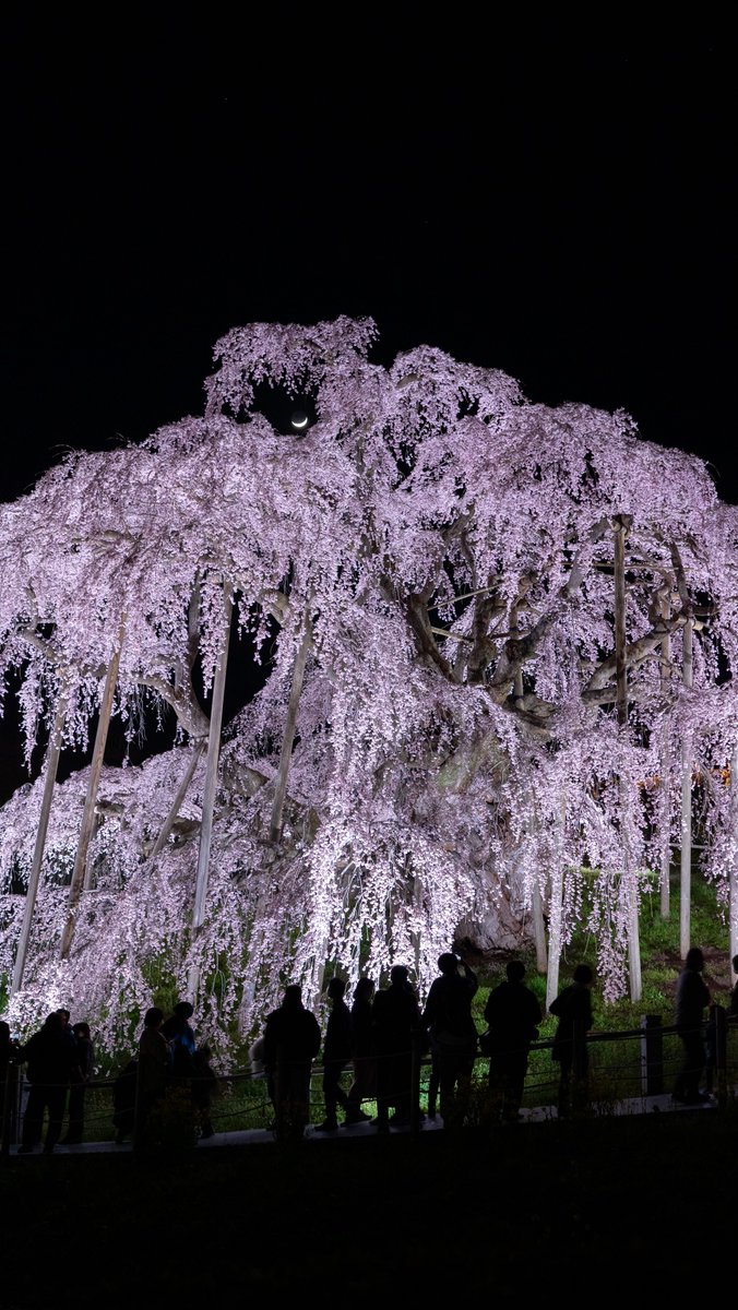 推定樹齢1000年の滝桜が圧巻すぎた.