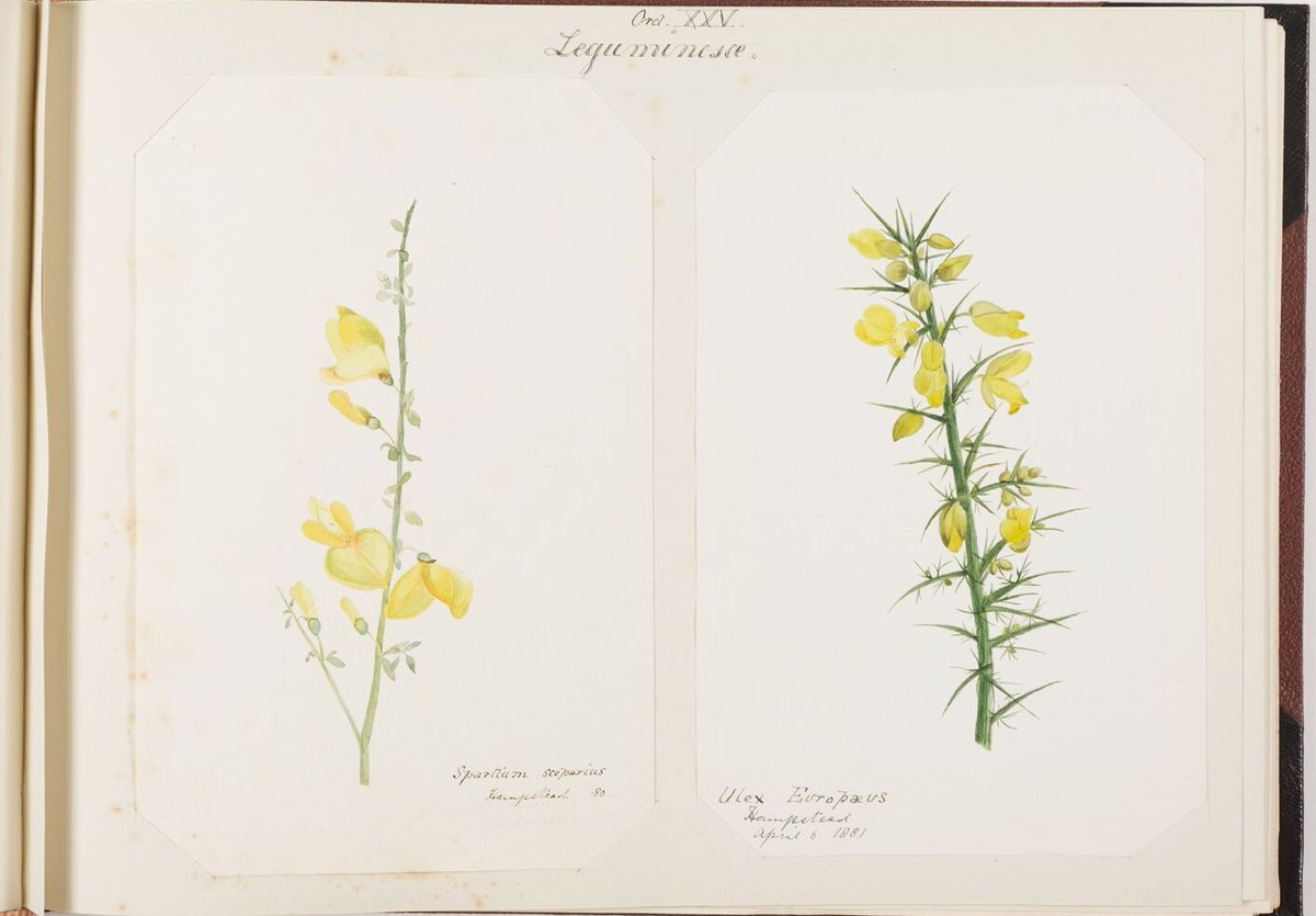 Today is #PlantAppreciationDay and our team would like to mark the occasion by choosing some favourites from amongst our collections! Though the choice is always a tricky one 🌺 These gooseberries and gorse illustrations will brighten up your day 🌻