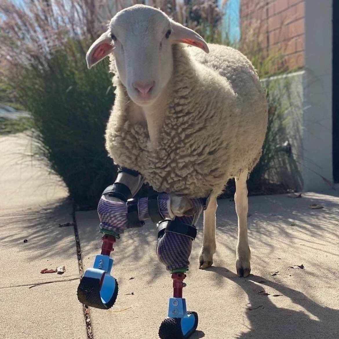 thekpwriter's tweet photo. The Sheep of Theseus? https://t.co/QJGq58FTeR