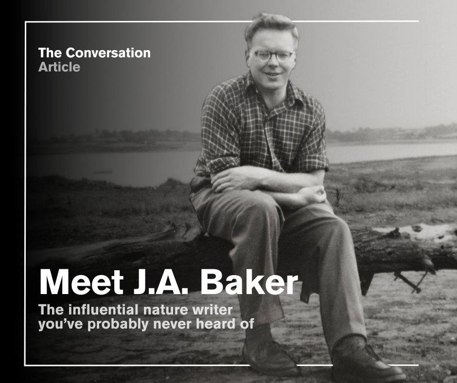 'The Peregrine, is part-love letter and part-eulogy to a bird of prey under threat from human actions.' Dr Sarah Demelo - @museumsarah - introduces J.A. Baker, the influential nature writer you’ve probably never heard of. brnw.ch/21wIMuL @UniEssexLibrary