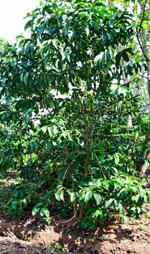 Kiruhura District is committed to boost production by encouraging farmers to embrace micro-scale irrigation, a government programme @MAAIF_Uganda introduced to achieve bumper harvests. Beneficiary farmers are being sensitized on how to use the technology @Rmukago