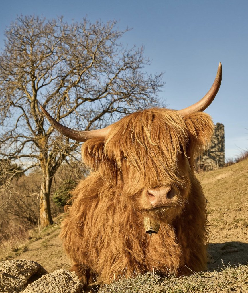 Insoliti turisti dalla Scozia 🐮 Questi bovini dall'aria simpatica sono esemplari appartenti alla razza Highland, tipica scozzese, ma non si trovano male neanche in Val Brembana! Li avete mai visti tra le nostre valli? 📍Dossena 📸 @pictiho