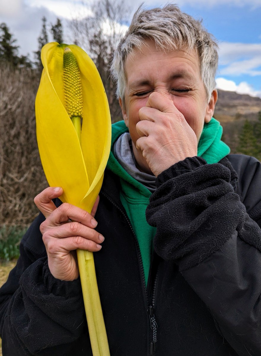 No, it's not a Triffid. It's American skunk cabbage, and it really does stink! 👃 This invasive non native species is becoming a real pest as it crowds out native plants in wet spots. Caz, our Estate Ranger at #GleannShìldeag is not a fan. #INNS @SISI_project @shieldaigranger