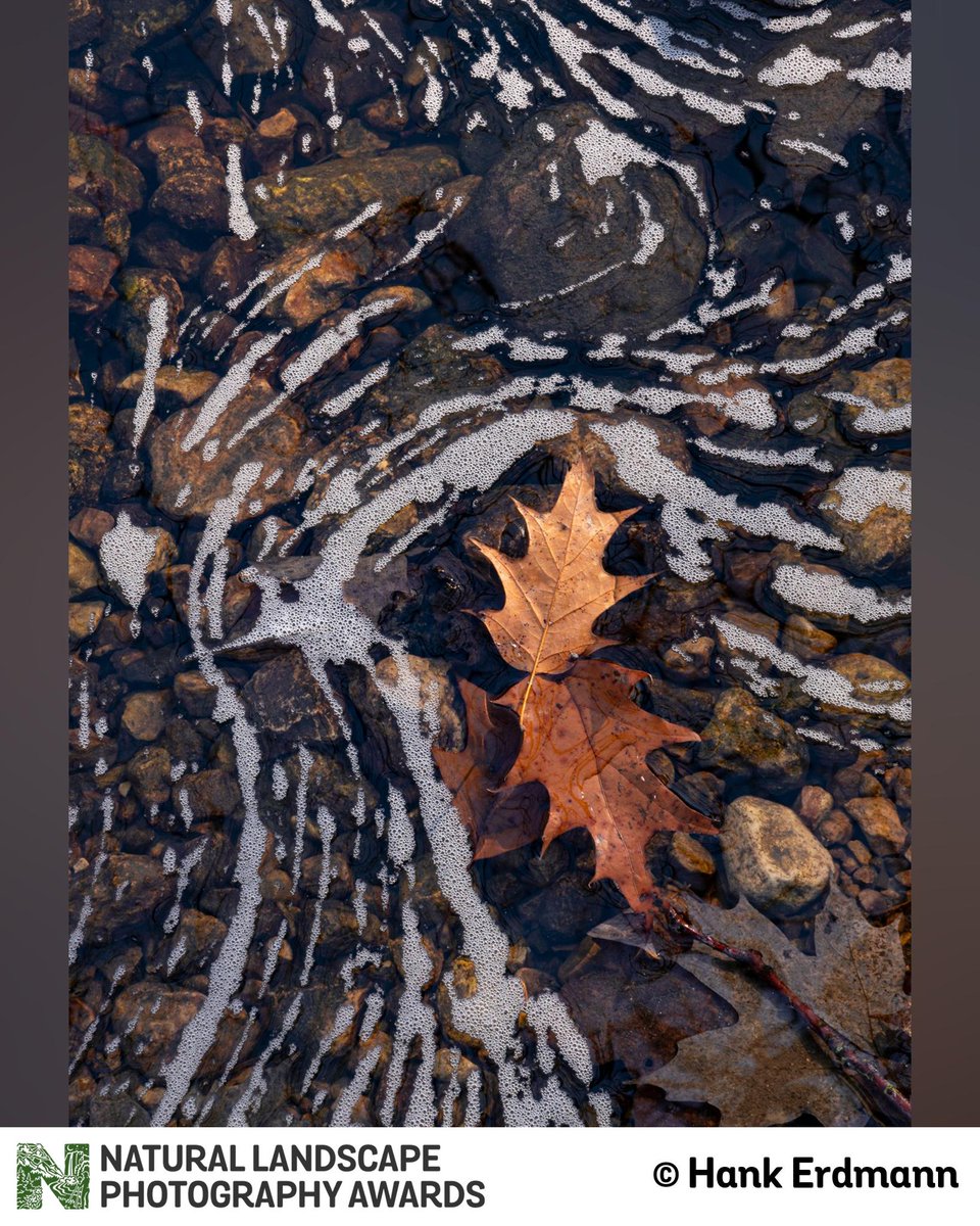 These two leaf images entered by Hank Erdmann last year have wonderful flow to them, don't you agree? Who is ready to enter again? We open on Monday. Just 2 days from now... wow!