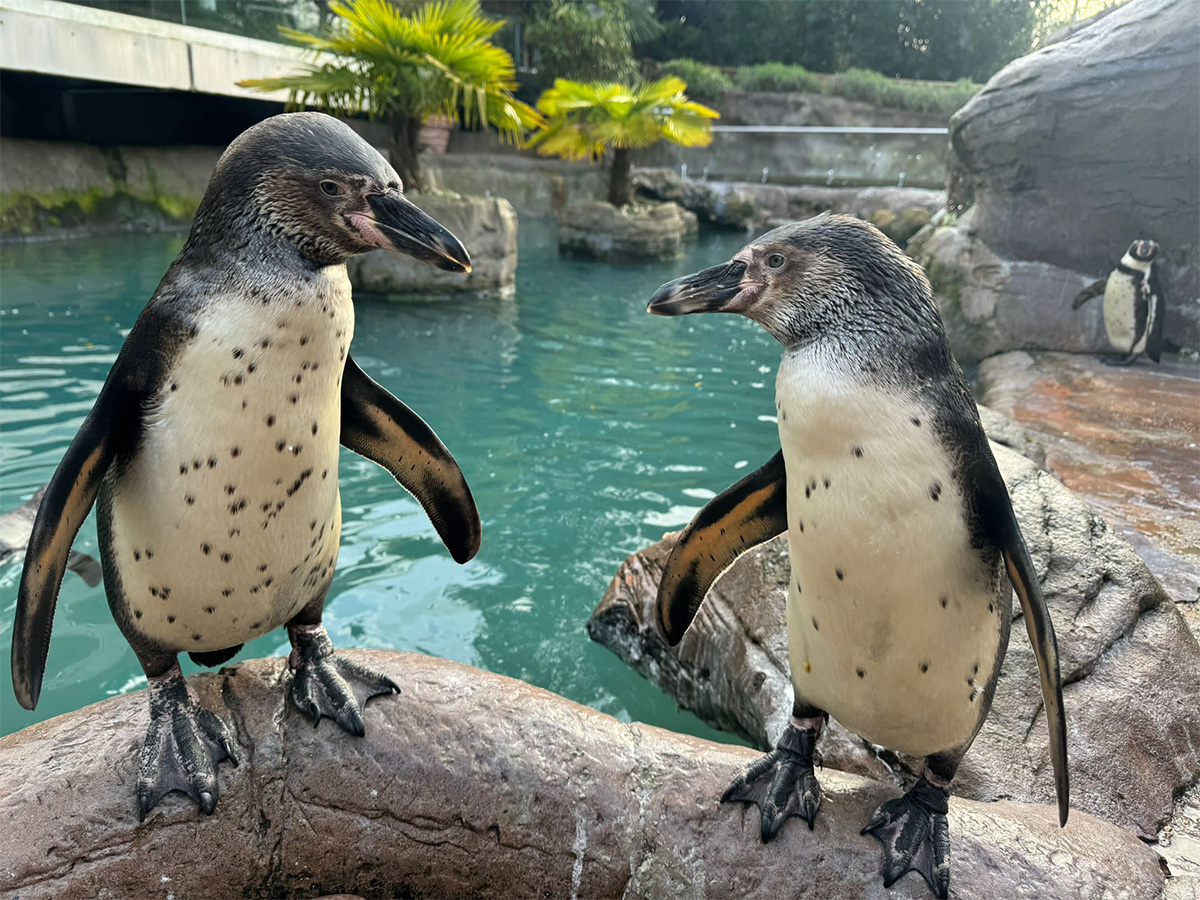 Happy 1st birthday to our Humboldt penguins, Jalapeno and Tabasco! 🎈 Did you know Humboldt penguins are monogamous, which means they only have one partner throughout their breeding life.