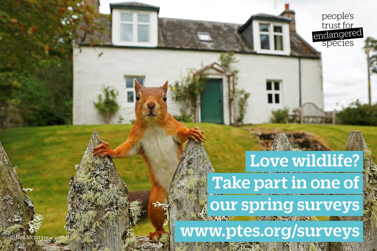 You don't have to be an expert to take part in one of our surveys. Looking out for animals and changes in their habitats is fun. It connects you with nature and the information you share gives us a real insight into how our wildlife is doing. Take part 👉 bit.ly/spring-surveys