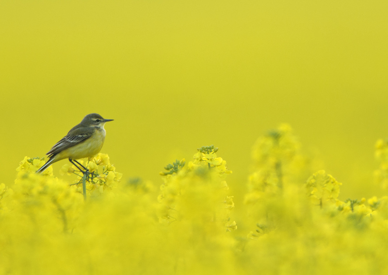 Enjoy a weekly moment of calm with all the latest nature news, fun facts, seasonal photography and wildlife events from Cheshire Wildlife Trust, direct to your inbox. Sign up to our weekly newsletter! 🍃💌 cheshirewildlifetrust.org.uk/e-newsletter 📸 Chris Gomersall