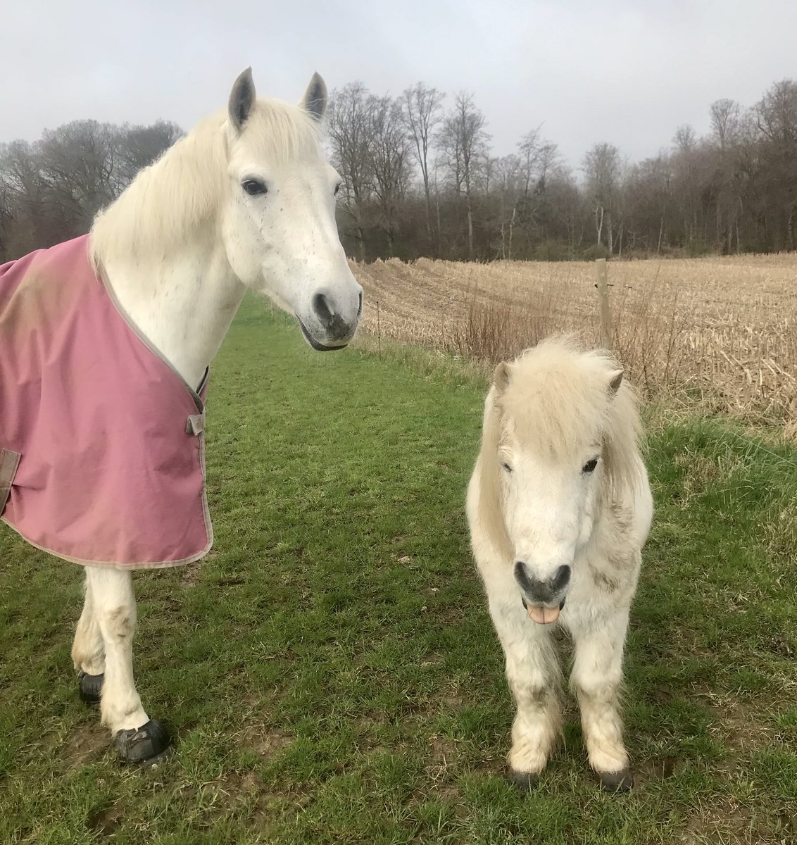Farmer was allowed 10 minutes in the field with Ciarah. He did a little not allowed gallop. Bringing him back to normal routines will be a nerve wracking challenge. He’ll need his own little paddock for a while. #ponyhour #ShetlandPony #ConnemaraPony #stress ☘️