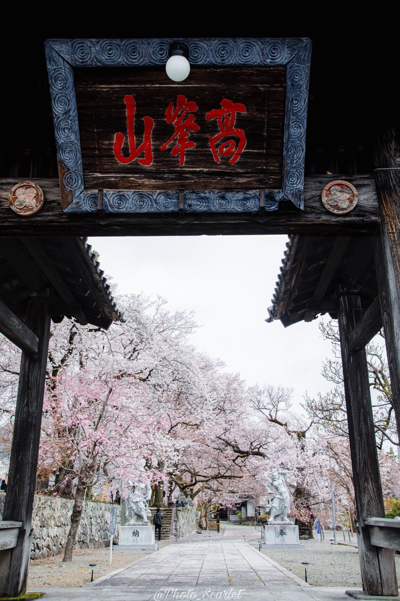 満開の桜に包まれる山梨県の妙了寺