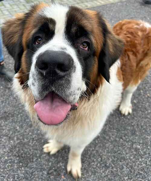 Please retweet to help Arthur find a home #KENT #UK 🔷FOR ADOPTION, REGISTERED BRITISH CHARITY🔷 'Arthur has been handed into Last Chance as his owner has sadly passed away. Arthur is a big strong boy and is very friendly with everyone he meets. He has previously lived with…