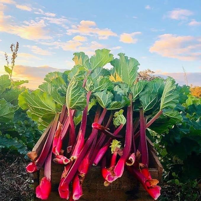 Rhubarb 'Prince Albert', introduced in 1840 by Joseph Myatt of Deptford in the London borough of Lewisham, three years after his better known variety 'Victoria'. Photographer unknown.