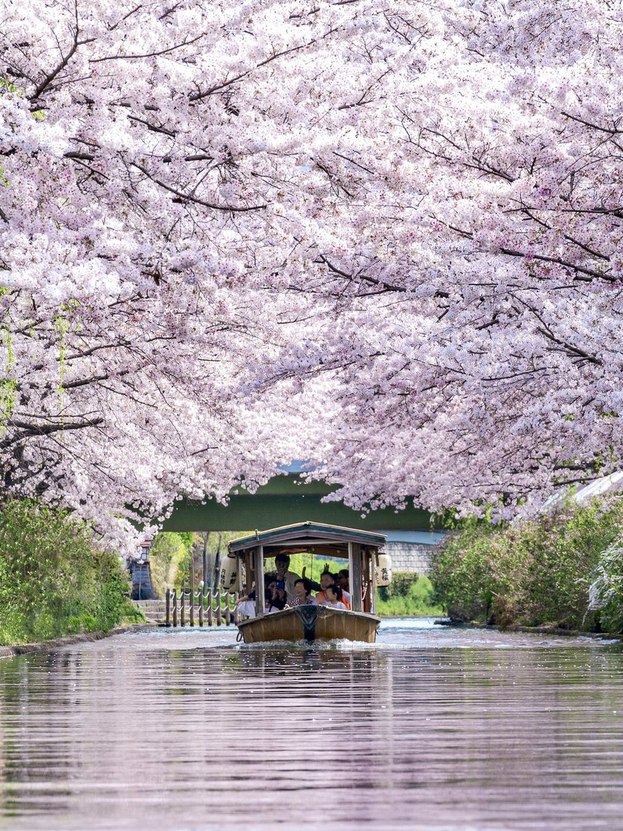 水面までピンクに染めた満開の桜と伏見十石舟
