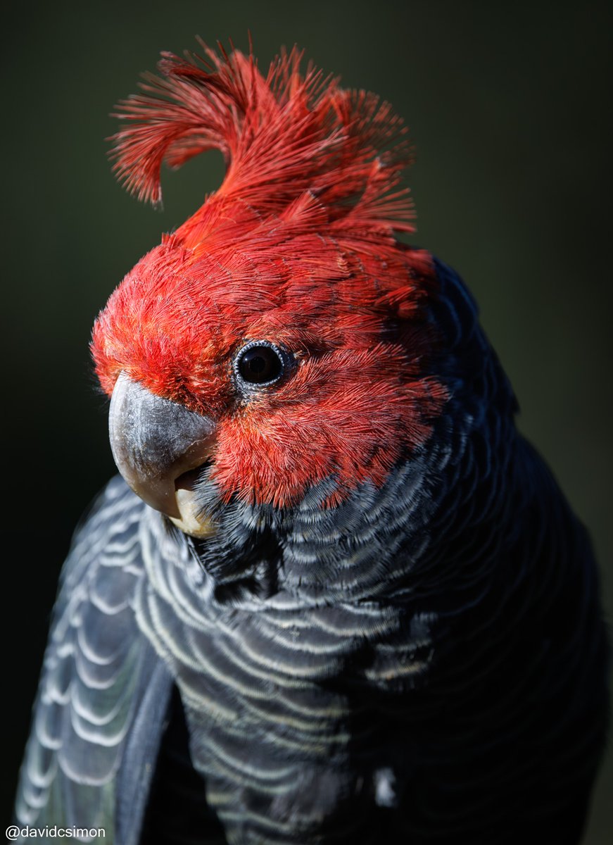 A different group of Gang-gang Cockatoos visited today. This adult male posed beautifully in the later afternoon sun.