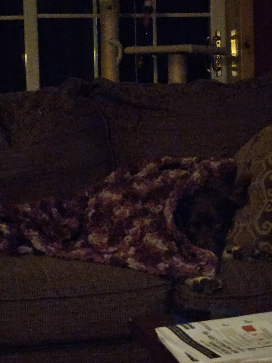 I'm camouflaged under my blankie! It is so nice when Mommy covers me up! Hope you have a pawsome day! #Brittany #DogsofTwitterX #birddog #LoveMyFamily