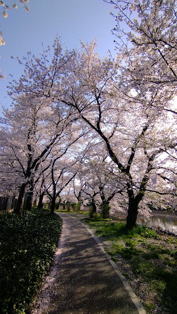 ここは毎年人が少ないので
散歩に最適

#高田城址公園