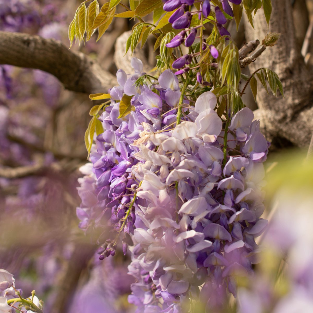 Spring has arrived, and we're eagerly anticipating the breathtaking bloom of our historic wisteria! Follow our Instagram (@FulhamPalaceTrust) for daily updates on the walled garden wisteria as we countdown the days until its in full bloom. #FulhamPalaceWisteriaWatch