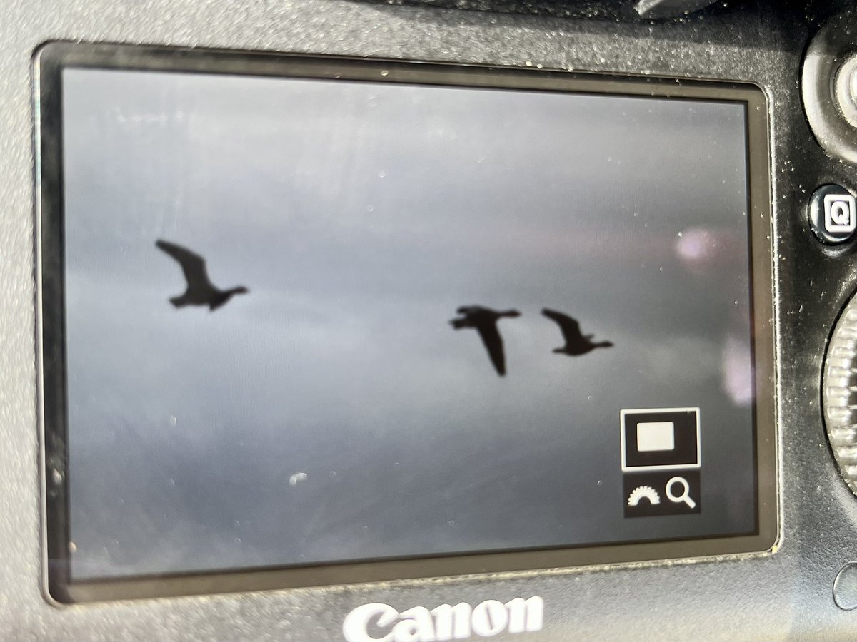 A super morning on Great Orme with @ZSpaull : 4 Ring Ouzel, 7 Tree Pipit, 30 Wheatear, 1 Brambling, 2 Redpoll, 7 Siskin, 401 Linnet, 245 Goldfinch, 195 Meadow Pipit, 2 Skylark, 7 Swallow, 2 Sand Martin and an Orme mega - 3 Greylag geese over!