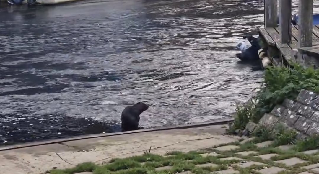 I had heard #Beavers were on the Hampshire Avon, but now it's confirmed. Spotted at Christchurch, Dorset. @RewildingB @gow_derek (video sent by friend)