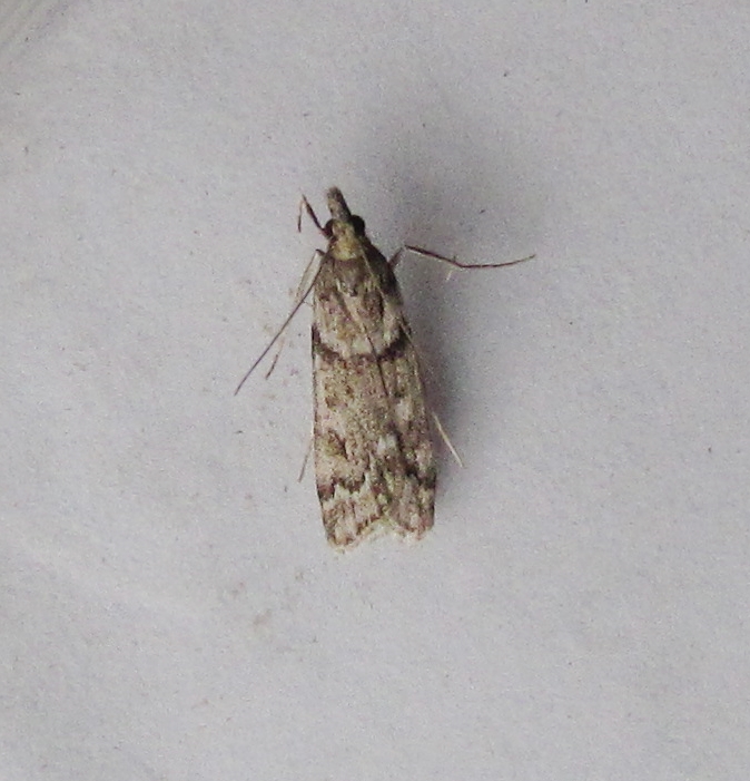 Couple of Micro FFY's from last nights much improved Broadwey trap. Blastobasis Adustella and Eudonia Angustea.