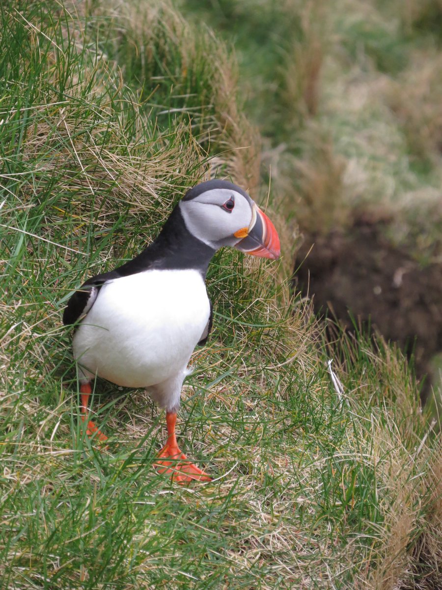 Blue skies, tasty traybakes, 5 different displays and a few hardy Puffins… Hope you can join us at the Visitor Centre today!