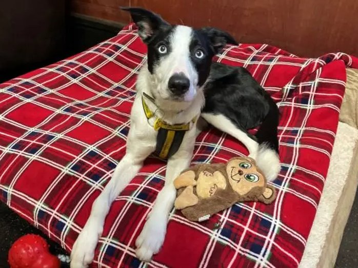 Please retweet to help Hugo find a home #EDINBURGH #SCOTLAND #UK Friendly, energetic Collie aged 1. He can live with children aged 10+. He's good with other dogs but prefers to be the only pet in the home. Please contact Dogs trust for more information✅ DETAILS or APPLY👇…