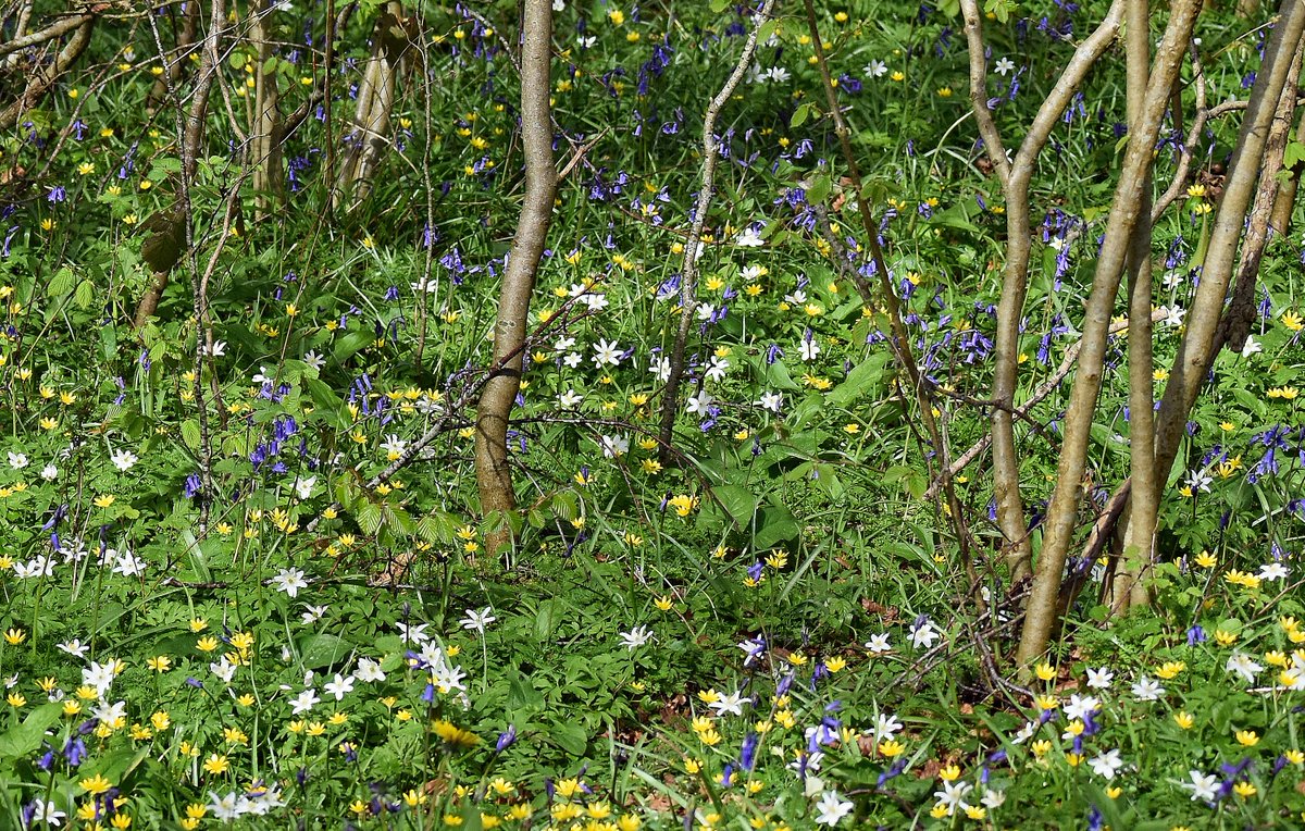 Lesser Celandine, Wood Anemones and Bluebells competing for ground cover dominance in a hazel coppice.