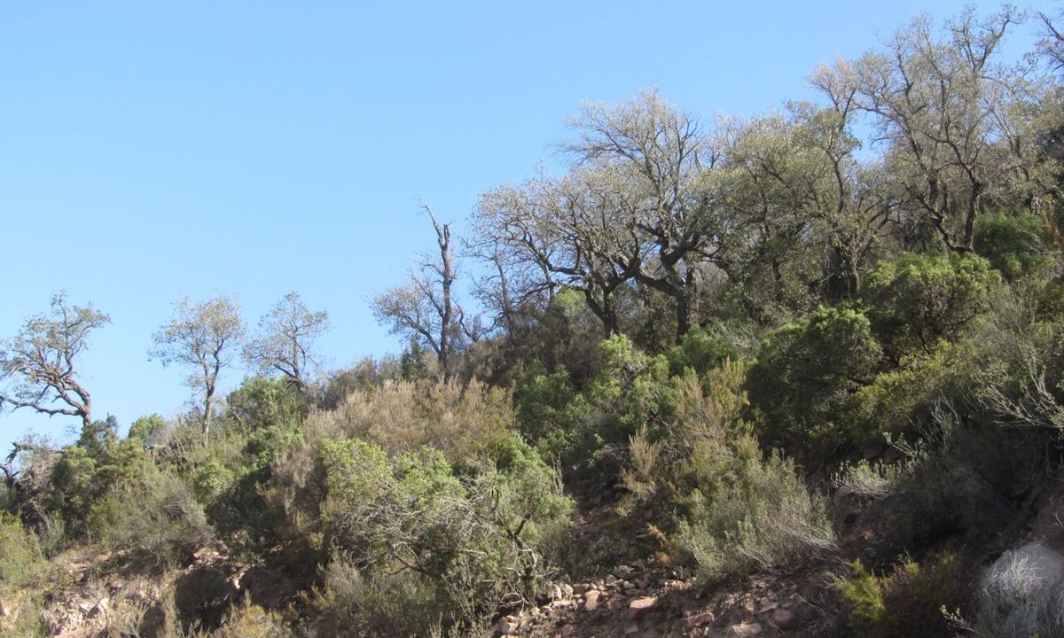 This is the Silent Spring (v. 2.0) in Calderona Natural Park, Valencia, Spain. No flowers. Cork oak trees are dying (after a long drought). And it is spring Cork oak trees are very resilient, but they also have limits #SilentSping2 Quercus suber #ClimateCrisis #EcosystemDecay