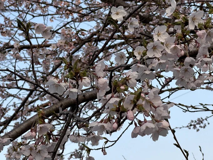 地元もようやく咲いてきた 