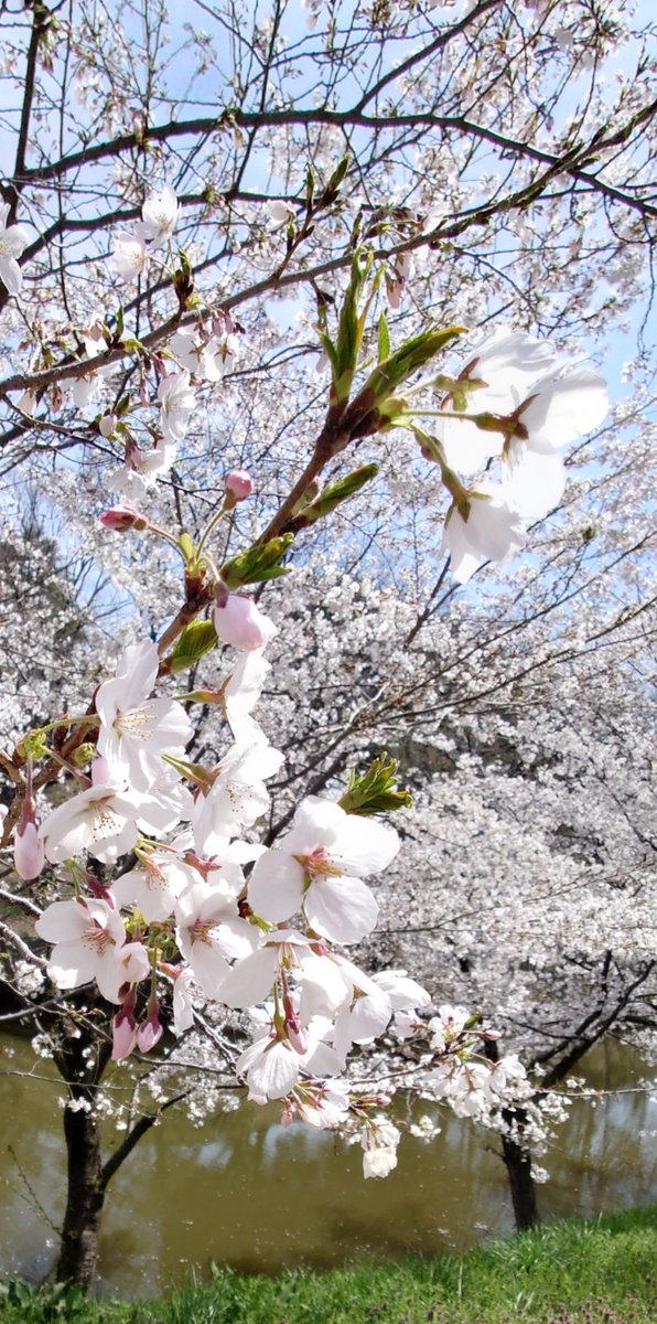 桜満開、明日朝空から撮影してみよう。
#桜#サクラ#空撮#ドローン