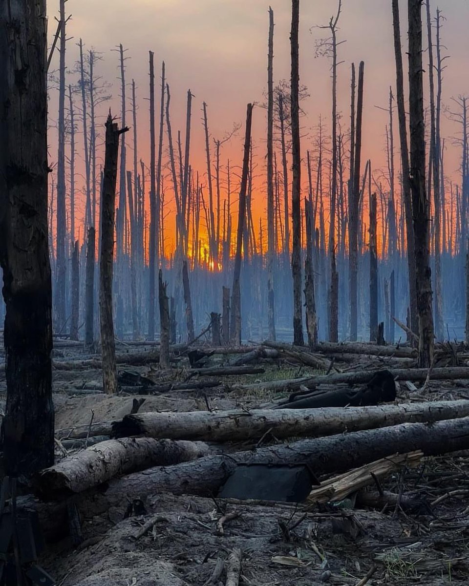 Serebeyansky Forest, the front line of Luhansk Oblast in the sunrise.
The Ardennes of the 21st century.
📸 By Ukraine’s National Guards officer
Denys Zeleny.