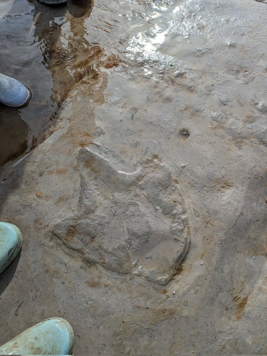 RussellBoorman's tweet photo. Following in the footsteps of #dinosaurs #iguanadon #bexhill https://t.co/pHuBGgwllC