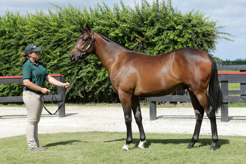Curraghmore (@curraghmorenz) on Twitter photo Cm grad Te Akau Ben (Tavistock x Danalaga) recorded his third win in the last of the day at Kranji.
Bred by <a href="/RafflesRacing/">RafflesRacing (Kyan)</a>, he was sold through our 2019 <a href="/KarakaChat/">New Zealand Bloodstock</a> Book 1 Sale draft to David Ellis.
Congats to trainer Donna Logan and his <a href="/TeAkauRacing/">Te Akau Racing</a> owners.
#theprovensource Cm grad Te Akau Ben (Tavistock x Danalaga) recorded his third win in the last of the day at Kranji.
Bred by <a href="/RafflesRacing/">RafflesRacing (Kyan)</a>, he was sold through our 2019 <a href="/KarakaChat/">New Zealand Bloodstock</a> Book 1 Sale draft to David Ellis.
Congats to trainer Donna Logan and his <a href="/TeAkauRacing/">Te Akau Racing</a> owners.
#theprovensource