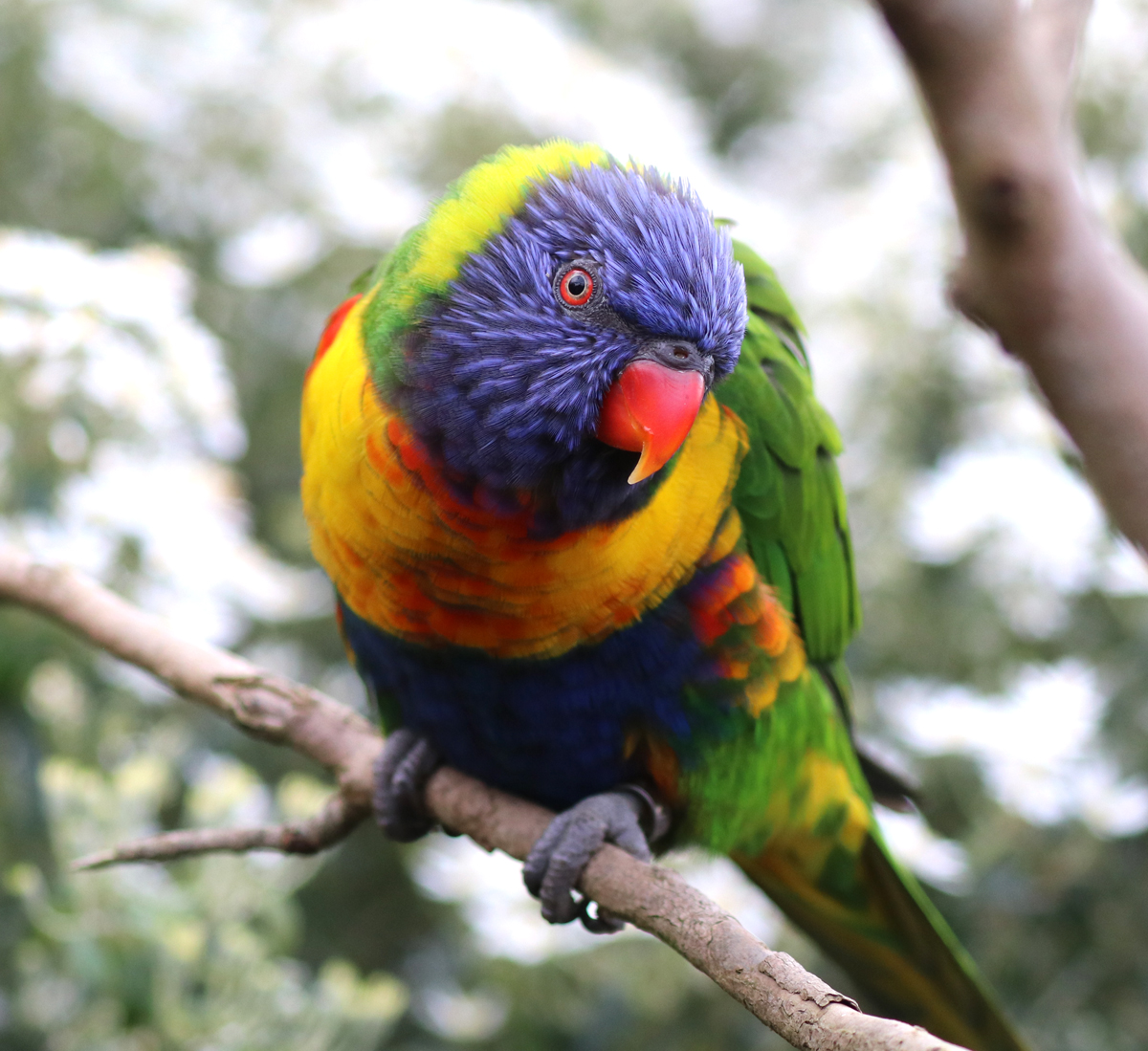 At 2pm you can experience the 'Flight of the Rainbows' with option to buy some nectar to feed the Lorikeets that come swooping out from their enclosure down onto the awaiting crowd. Daily events paradisepark.org.uk/events.../dail… Photograph by Director Alison