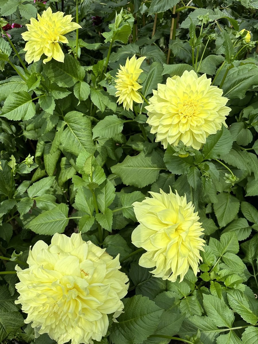 DareDevilAnupam's tweet photo. Quote with something yellow 🟡 from your gallery. Let’s spread some sunshiny brightness 🔆😁💛
#MyTrend 🤗 https://t.co/ggbCWpmoEl