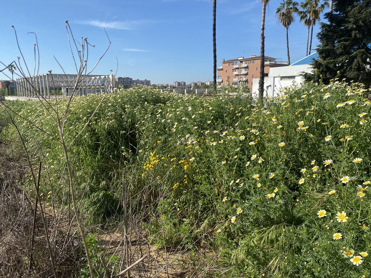 La hierba en la piscina de la margen derecha crece con ganas y lo invade todo. Es lo único que crece en el horizonte desde hace 18 años… 🤥 🤦‍♂️ 🌵 ⚫️ #Badajoz/❤️