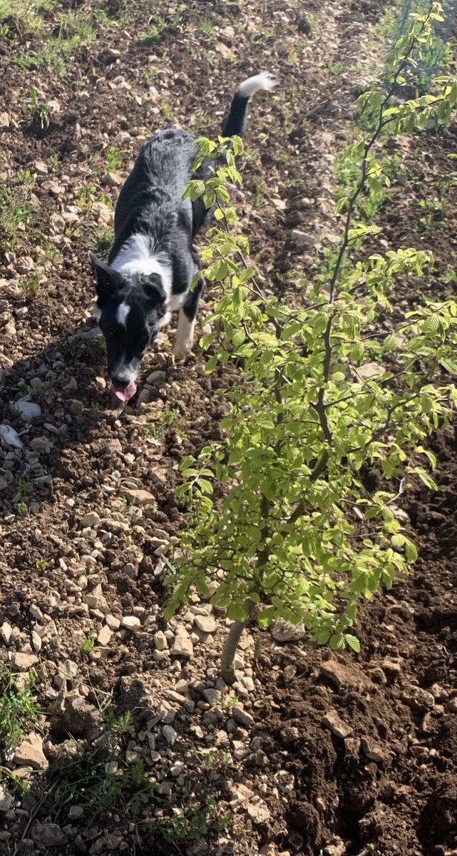 Le bonheur est dans le pré !! Le beau temps nous permet enfin de travailler les sols en surface 😊.

1er printemps pour <a href="/Ugoletruffier/">Ugo apprenti truffier</a> !

Bon week-end à tous !

#adopteunchene
#BerryGood