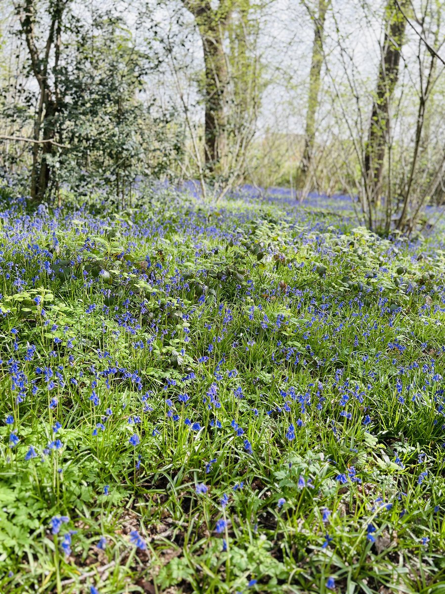 A few weeks ago my favourite forest was an impassable swamp. Today it’s a luscious sea of bluebells. Nature works in cycles, just like life - if you’re feeling drizzle and dross right now, stay hopeful - the colourful times are around the corner.
