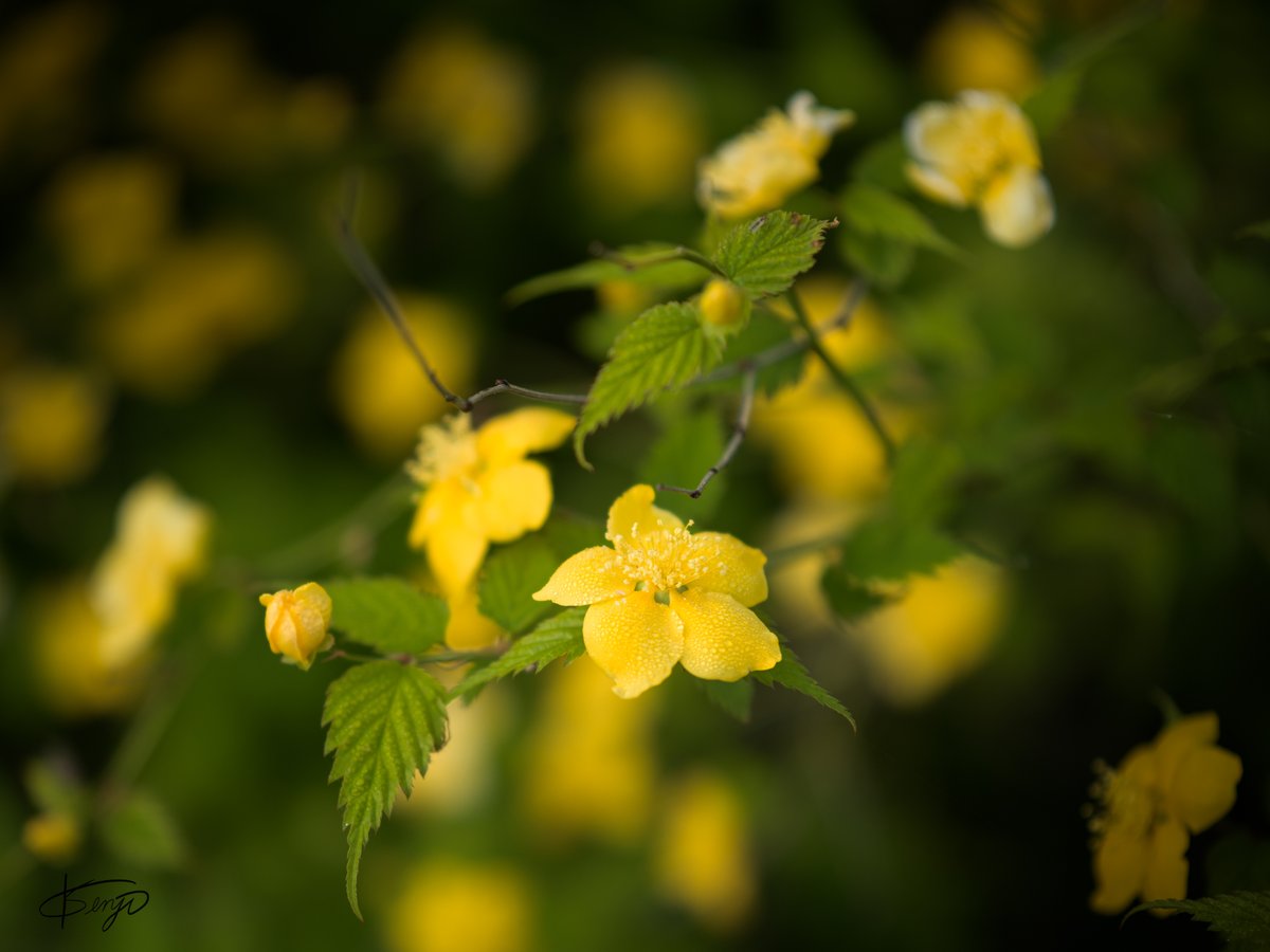 ヤマブキ
📷2024.04.13
綺麗な花を見つけました🥰
#ヤマブキ #ファインダー越しの私の世界 #写真好きな人と繋がりたい #キリトリノセカイ