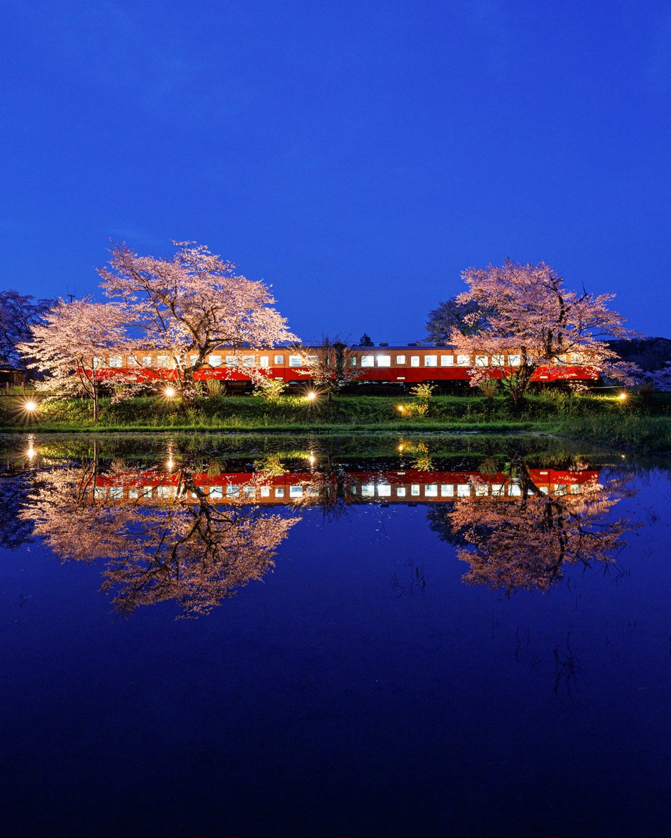 小湊鉄道、飯給駅の夜桜ライトアップを撮りました✨

#東京カメラ部